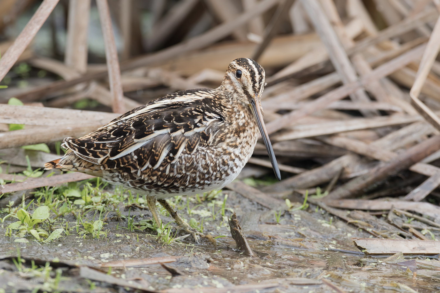 Wilson's Snipe