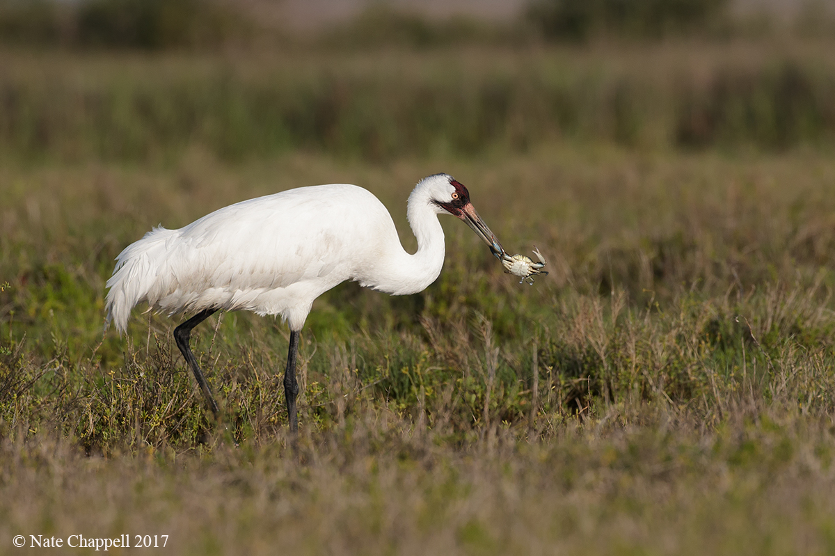 Whooping Crane with Crab