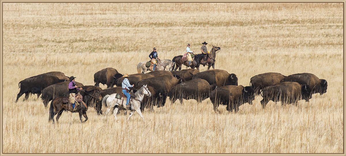Bison Roundup