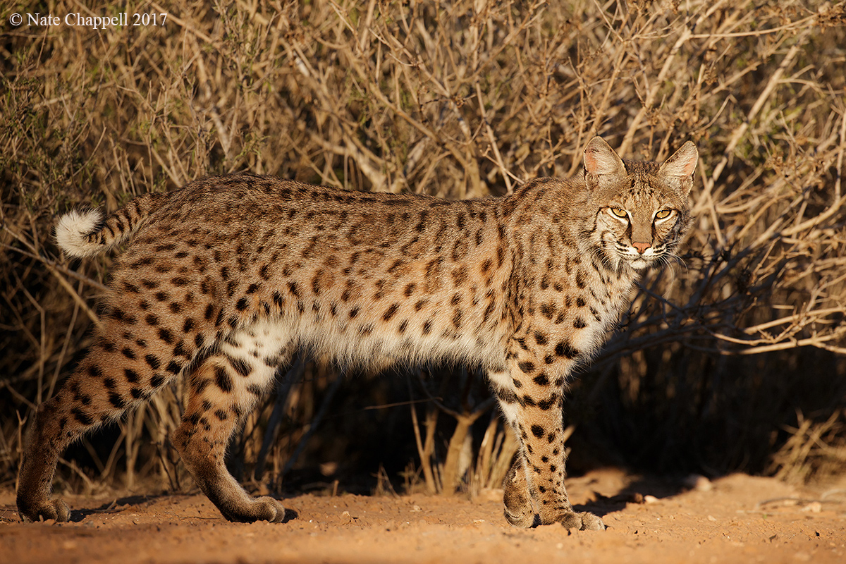 Bobcat 