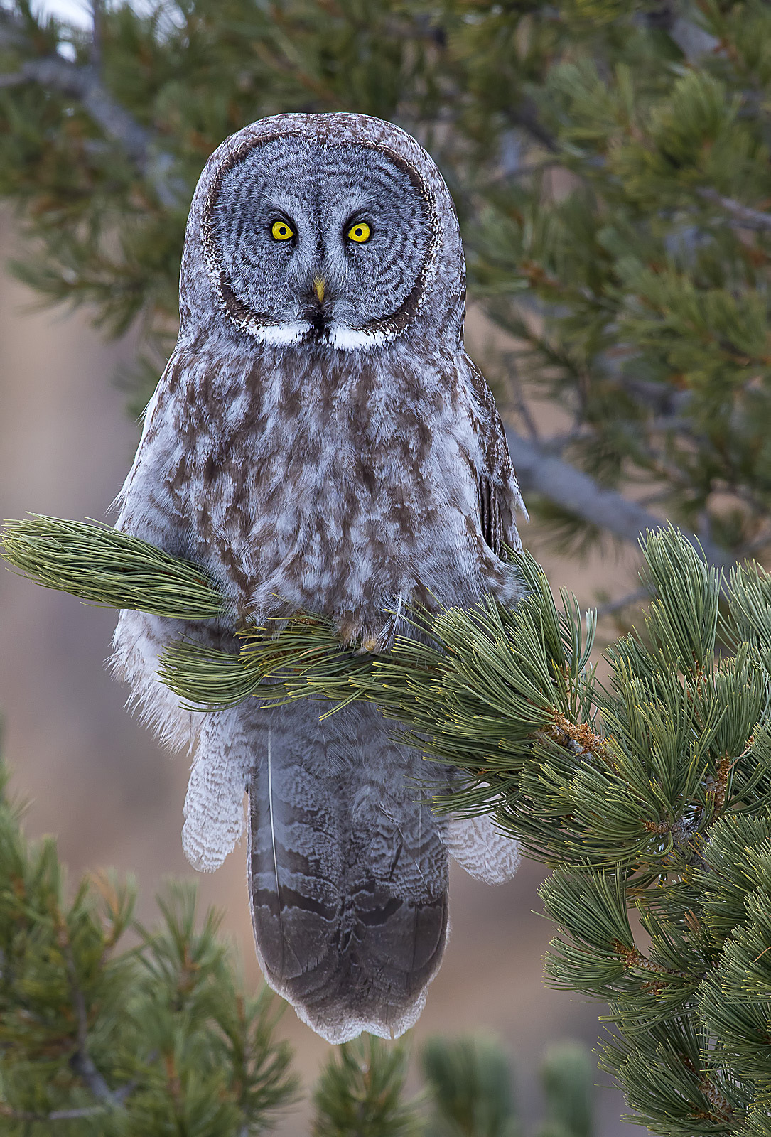 Great grey owl in tree