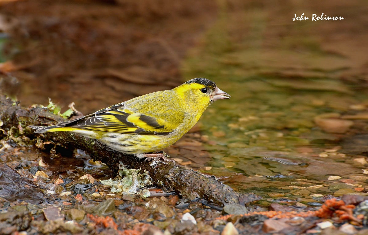 Siskin