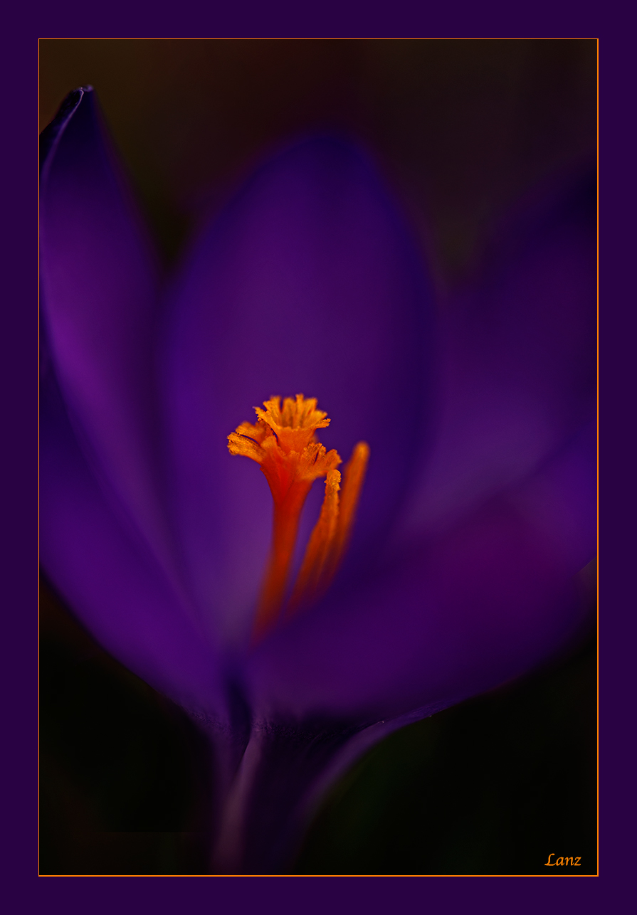 Royal Crown Crocus