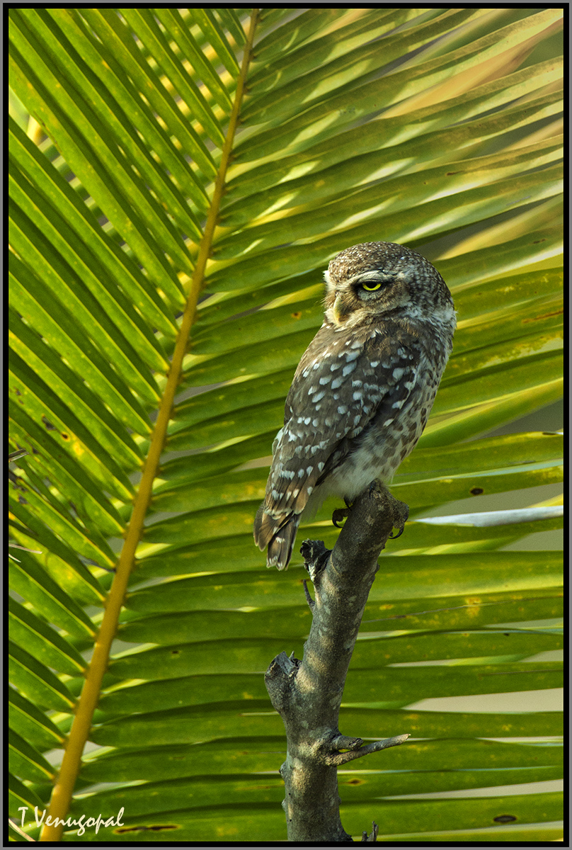 Owl - 3