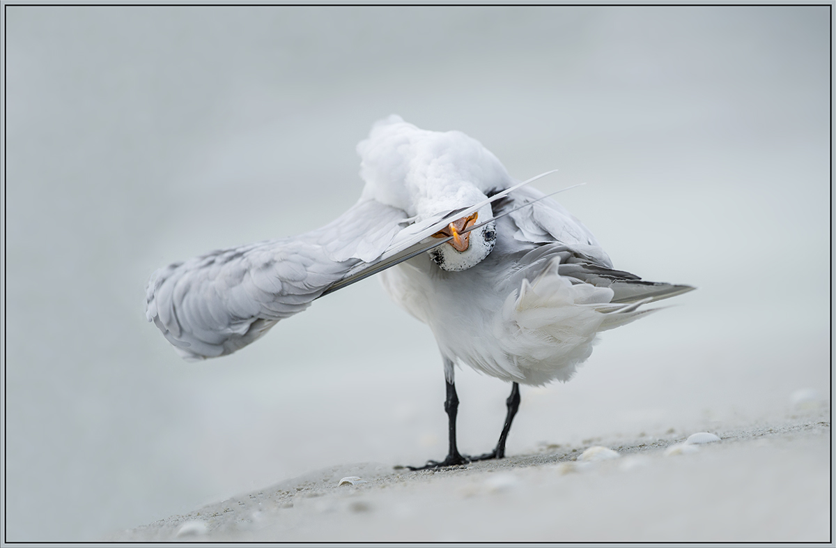 The Contortionist