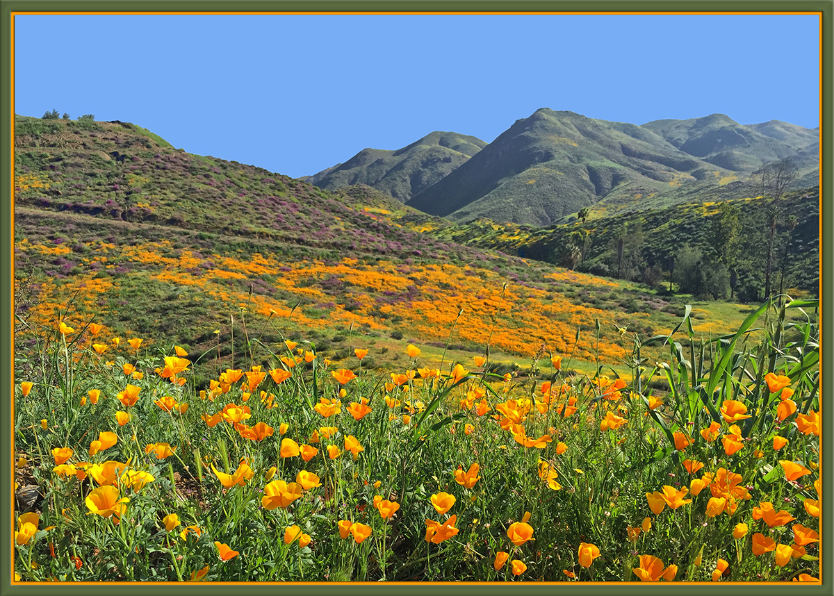 Wildflower "Superbloom"