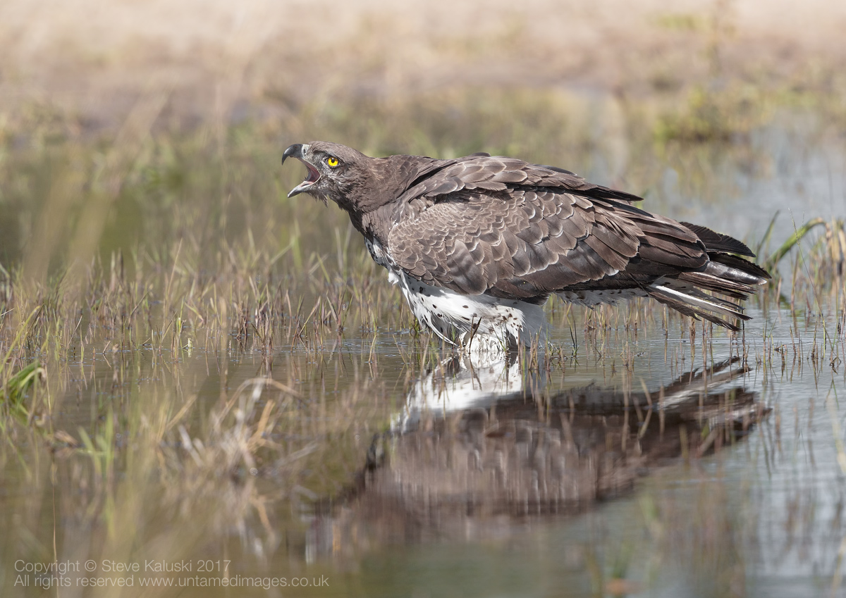 Martial Eagle 'calling'