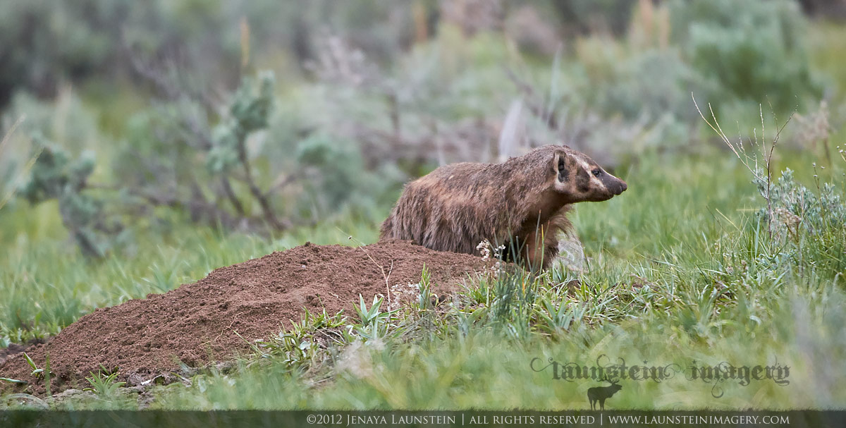 Badger Den