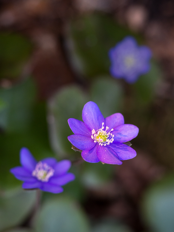 An Evening in Spring