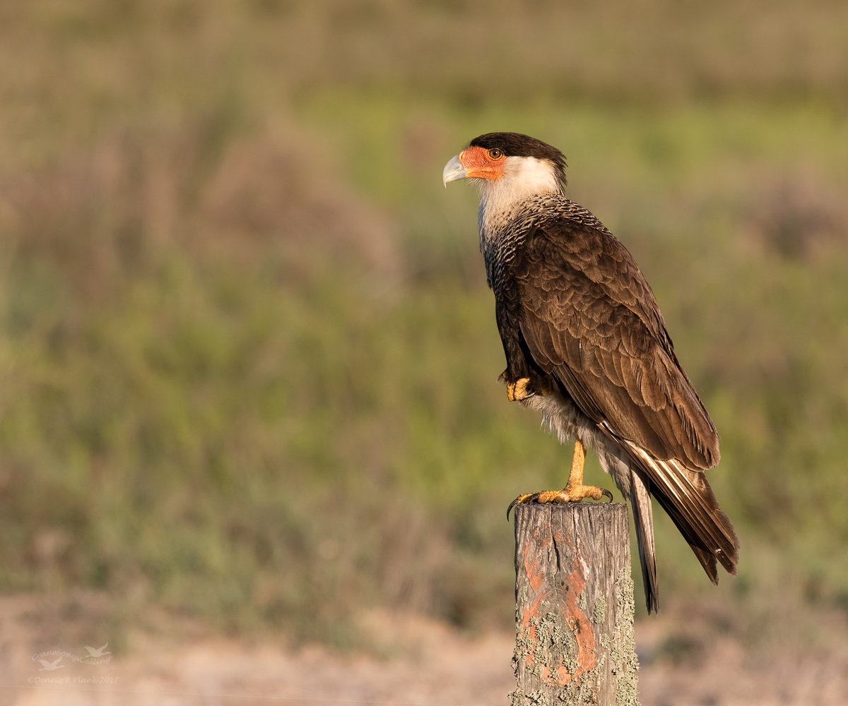 Regal Caracara