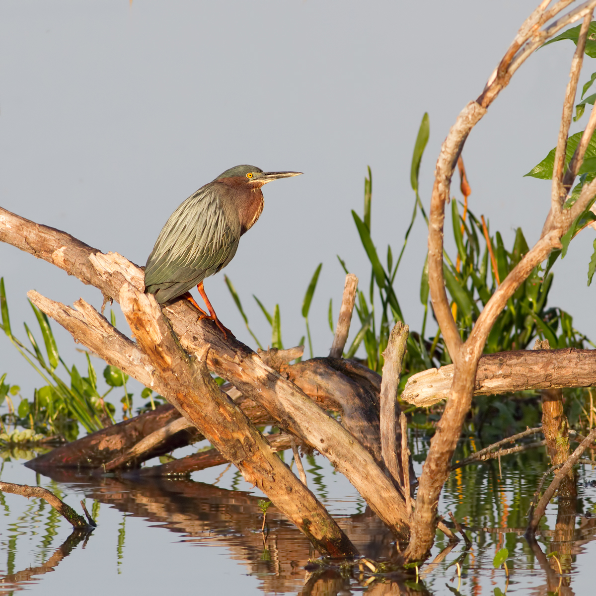Green Heron