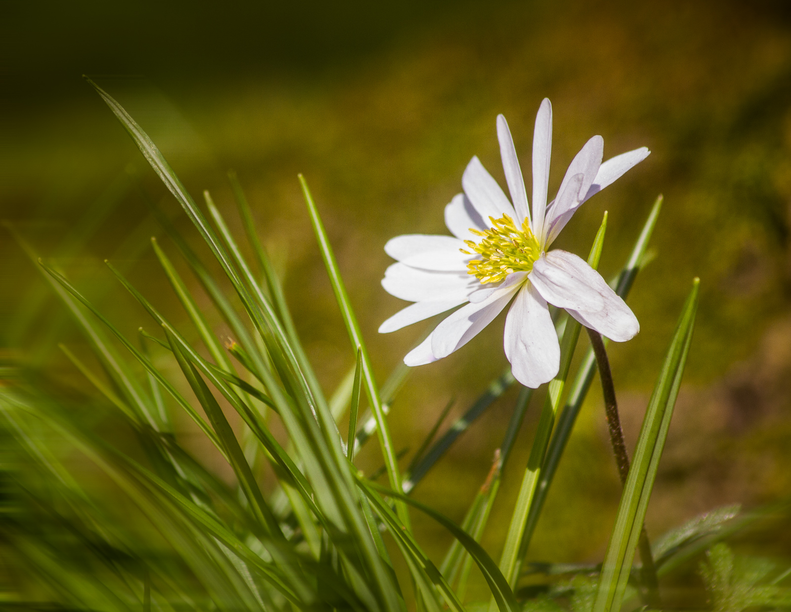 Wood Anemone