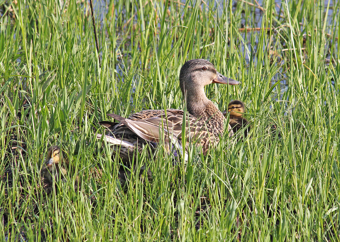 Mallard Ducklings