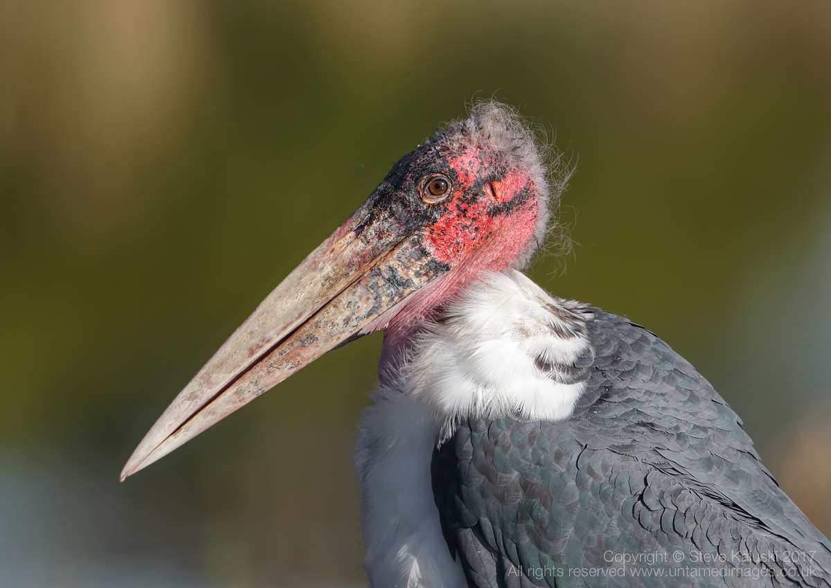 Marabou Stork