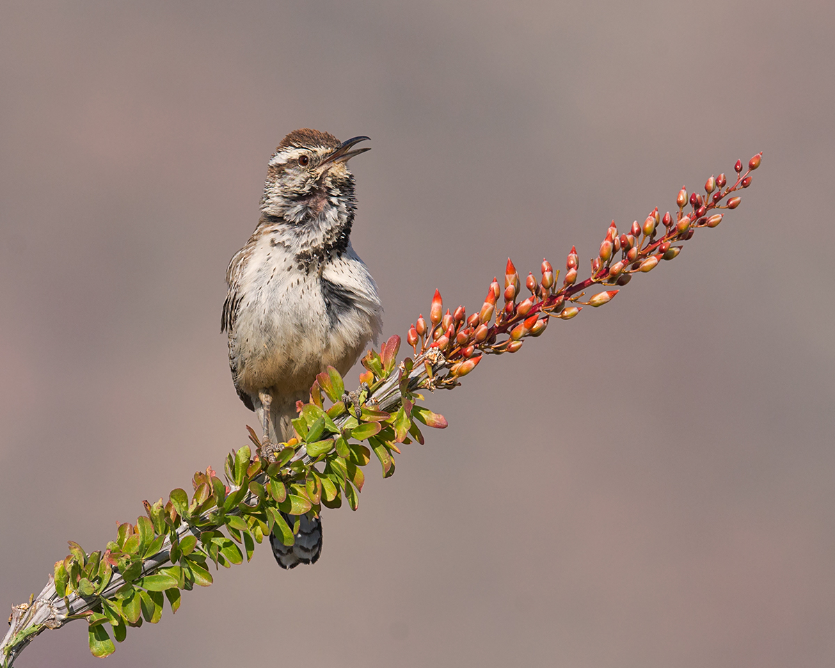 Cactus Wren