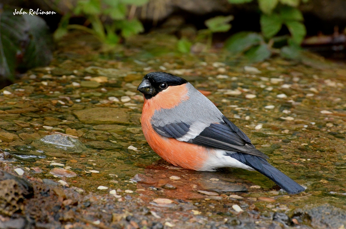 Bullfinch