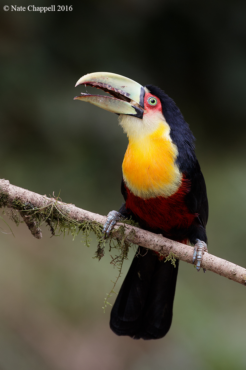 Red-breasted Toucan 