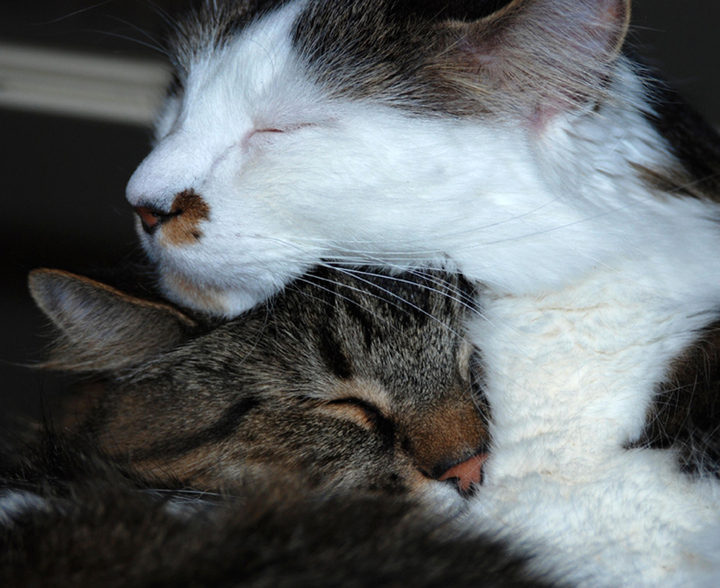 Ollie and Mittens 