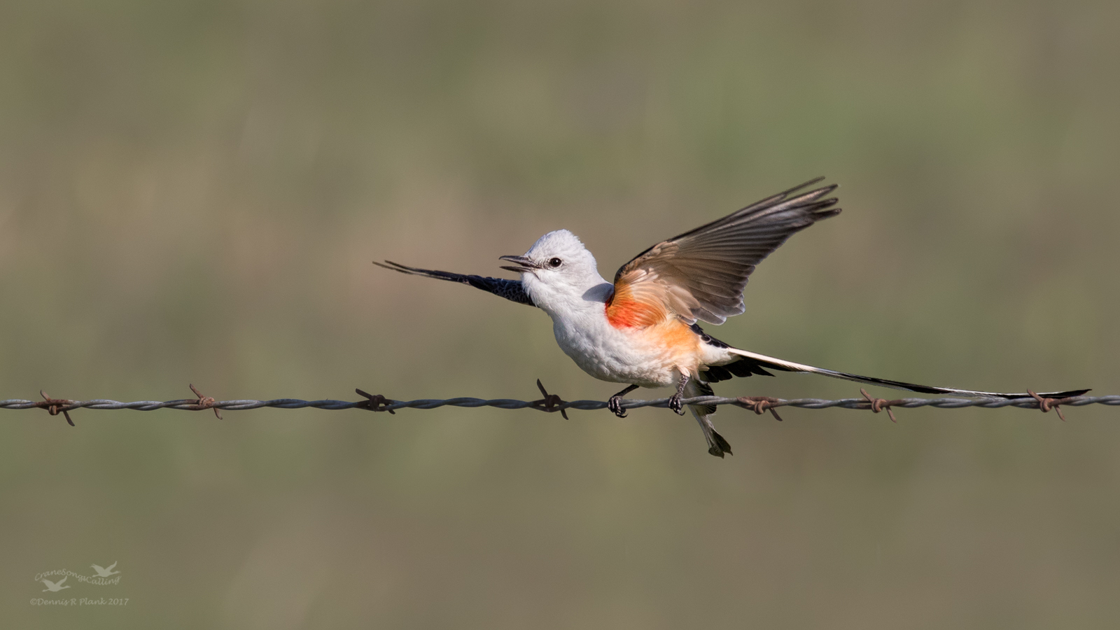 Scissortailed Flycatcher