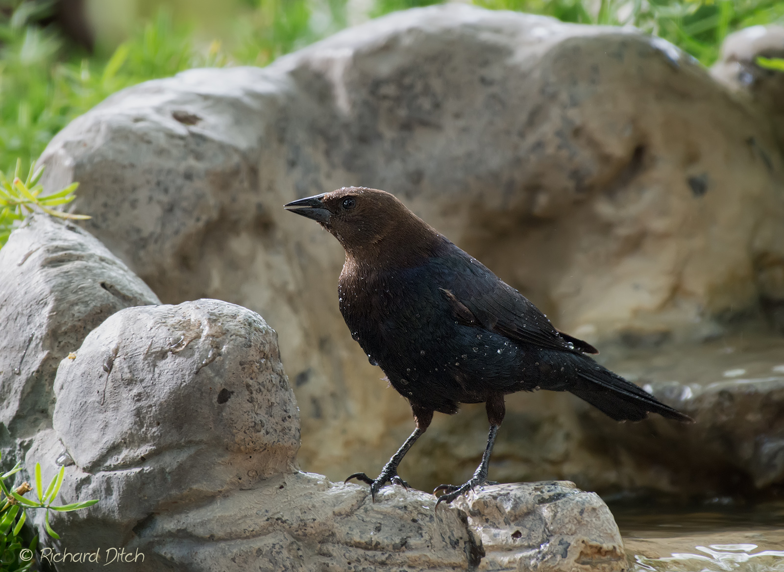 Brown-headed Cowbird 