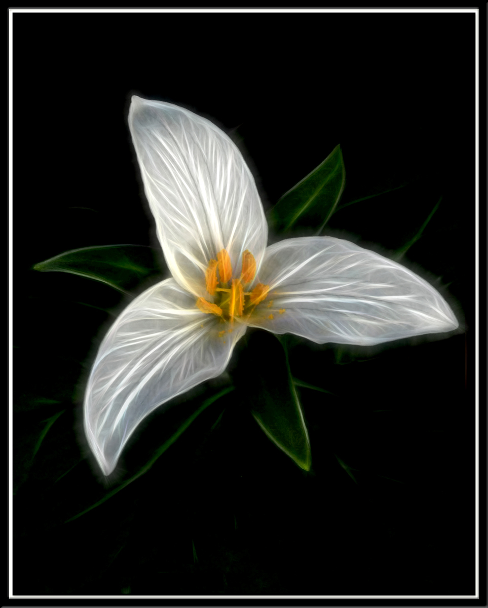 Mountain Trillium