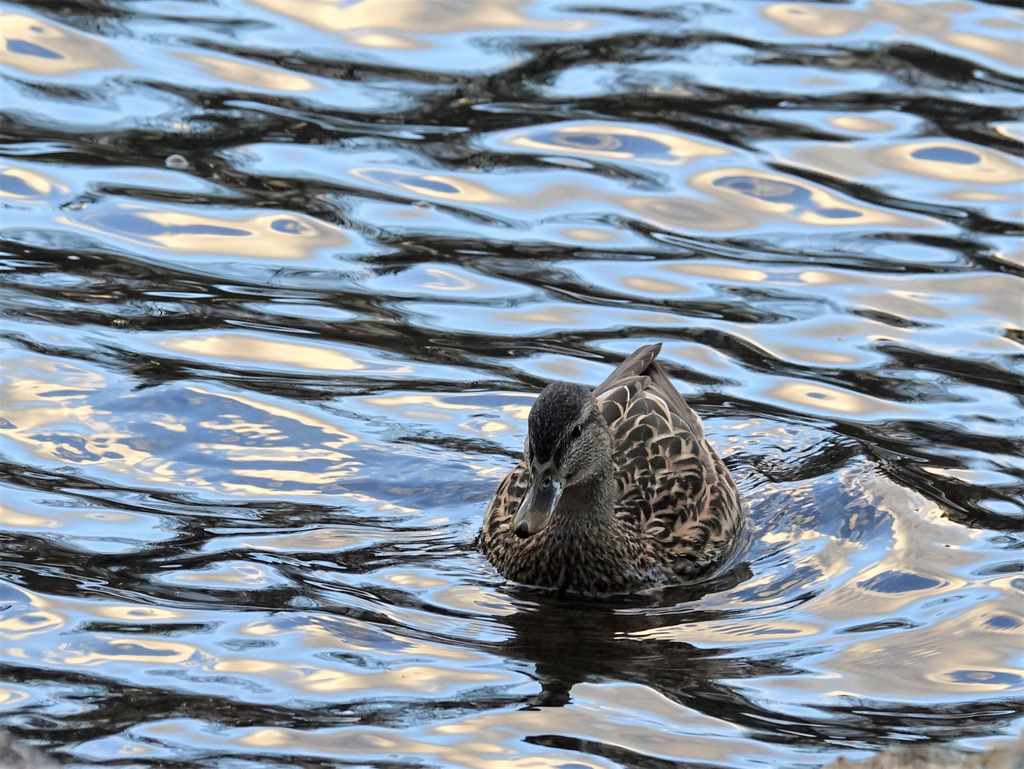 Ducking the Wind
