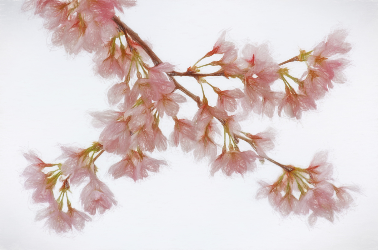 Cherry Blossoms