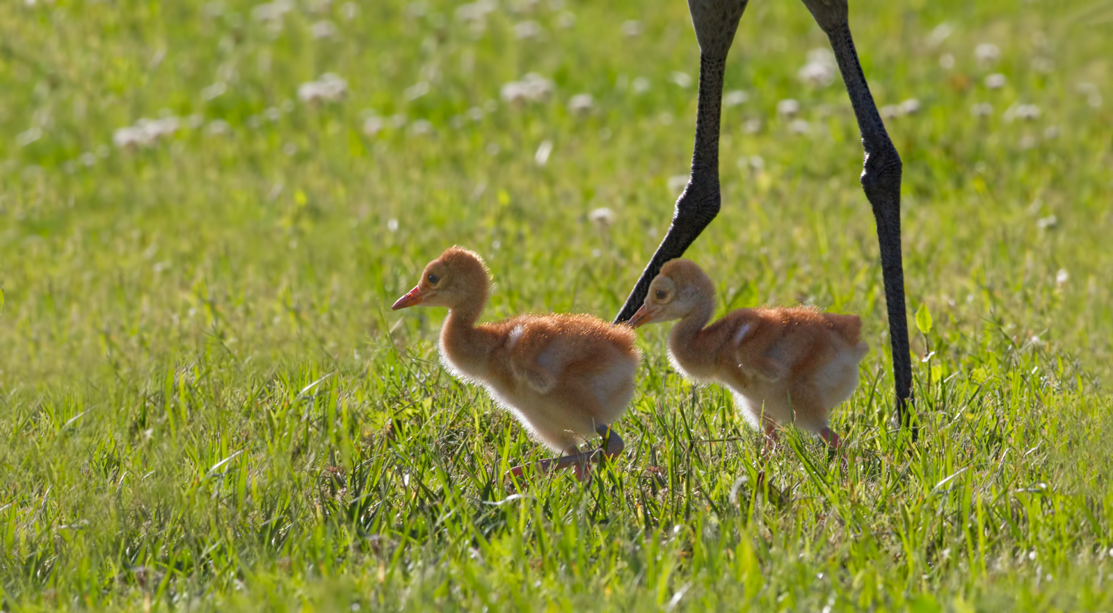 Florida Sandhill Cranes