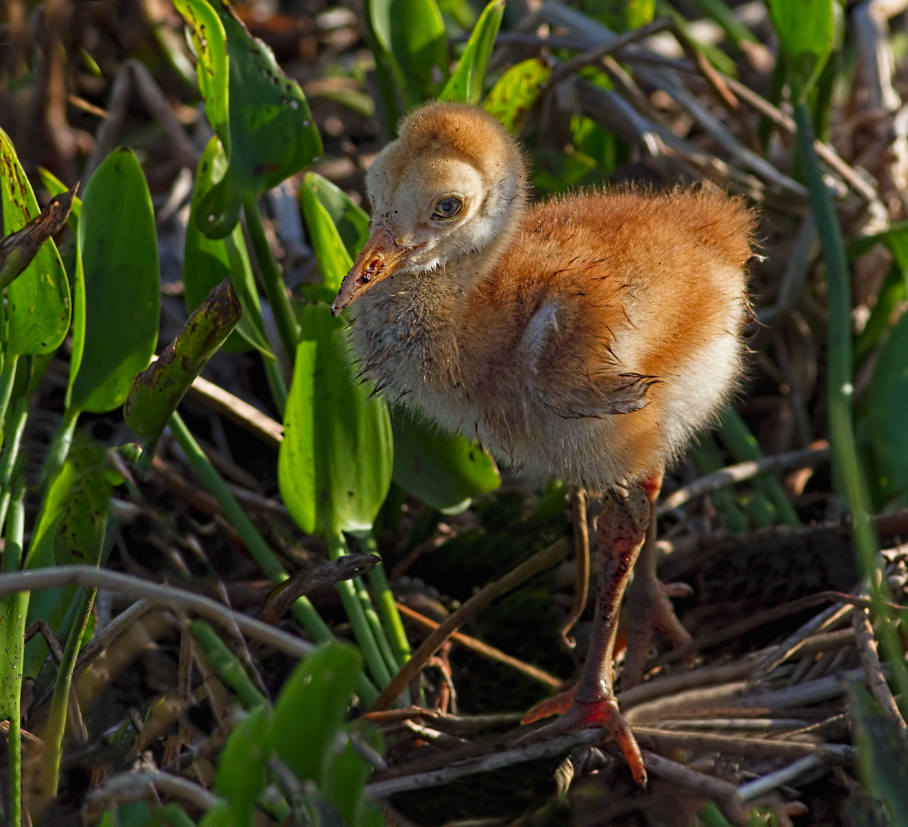 Fla. Sandhill Crane Colt