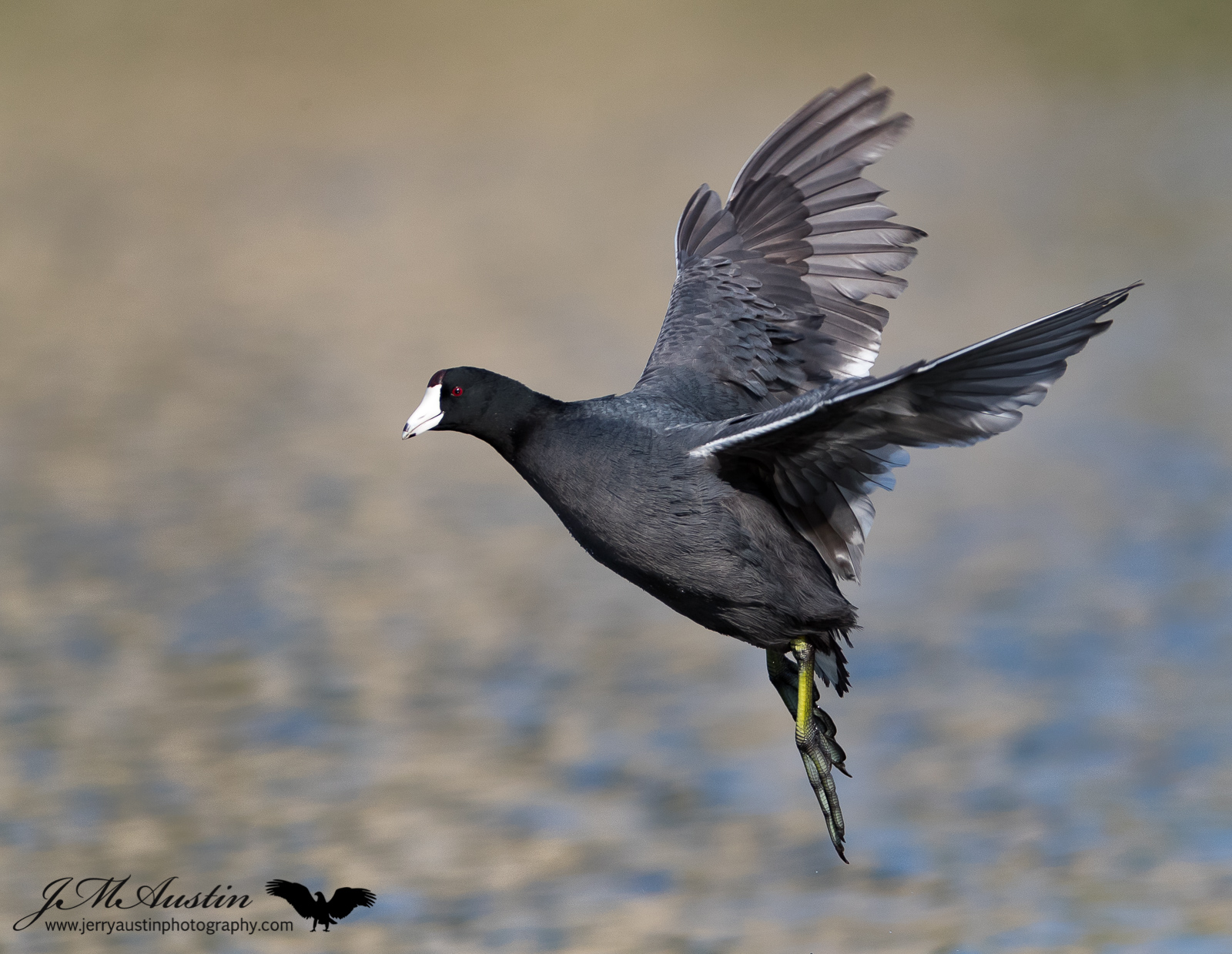 Airborne Coot