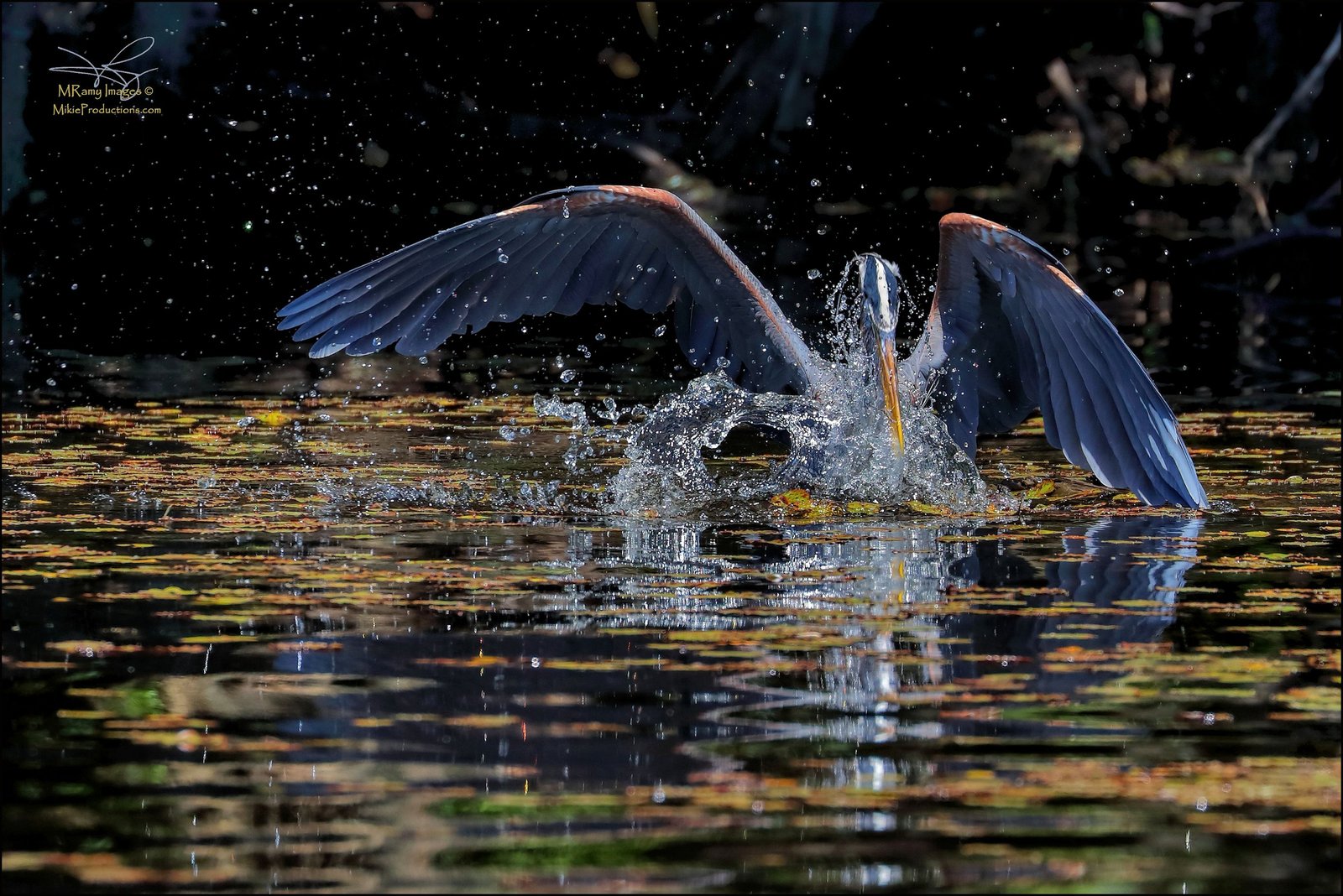 Splish Splash