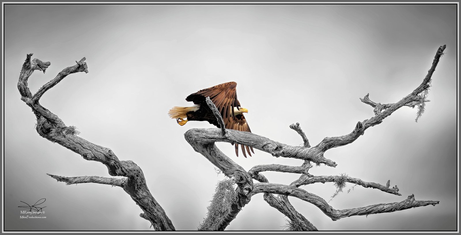 Regal Eagle