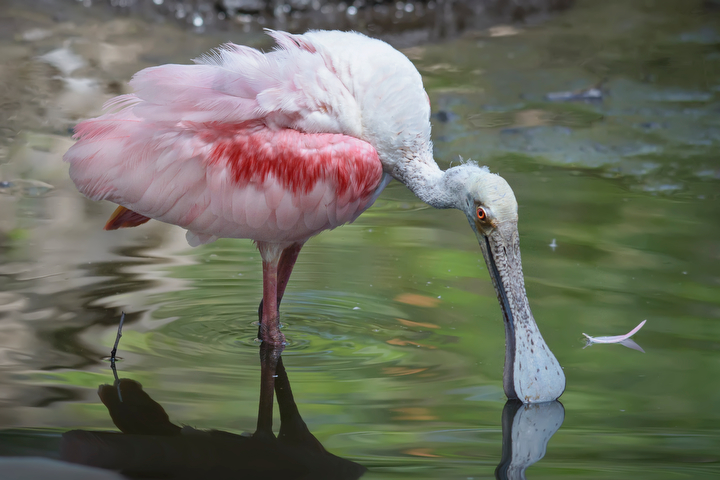 Roseate Spoonbill