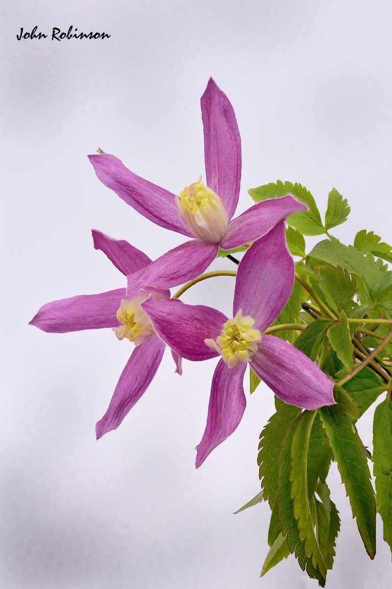 Clematis alpina