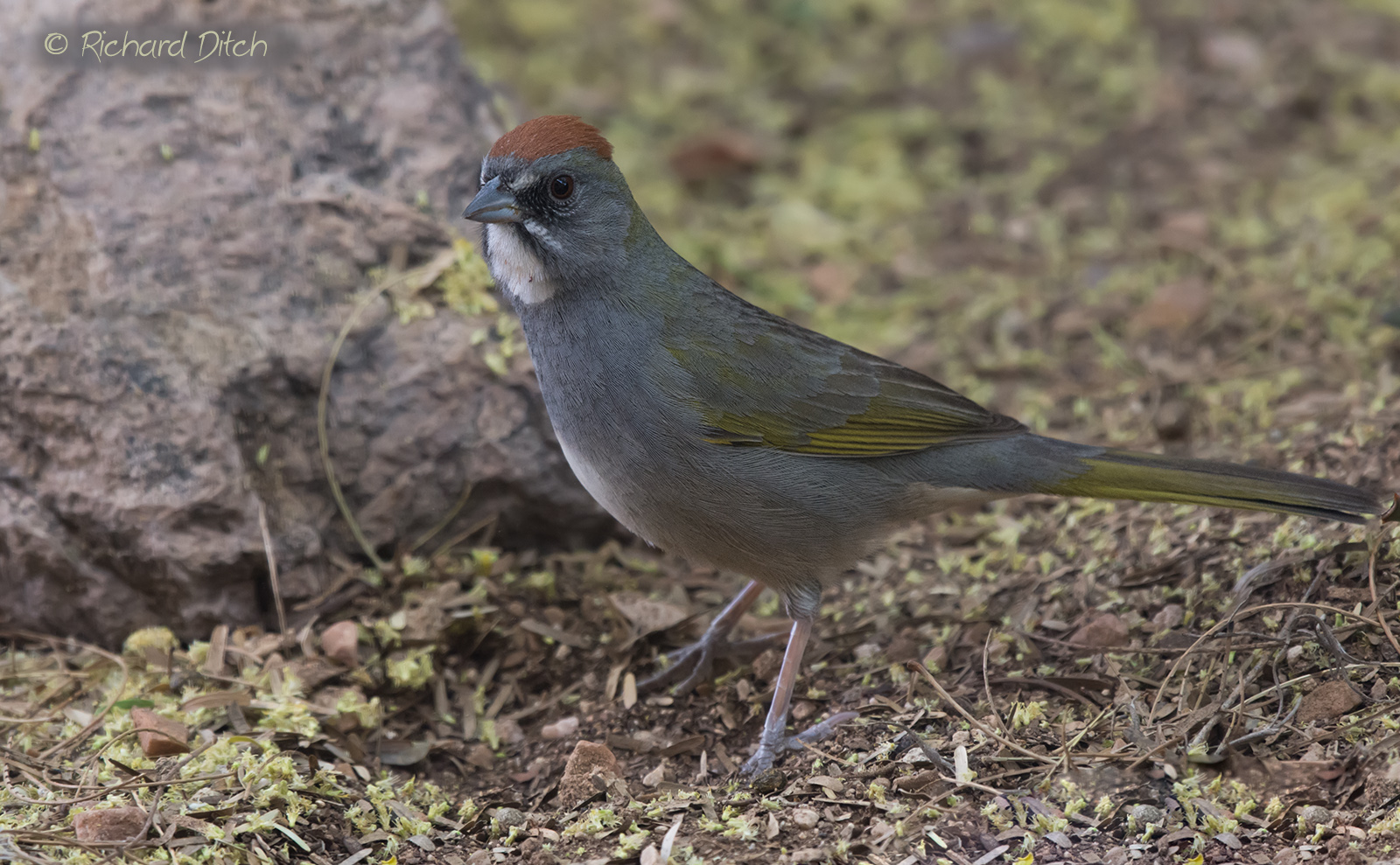 Green-tailed Towhee