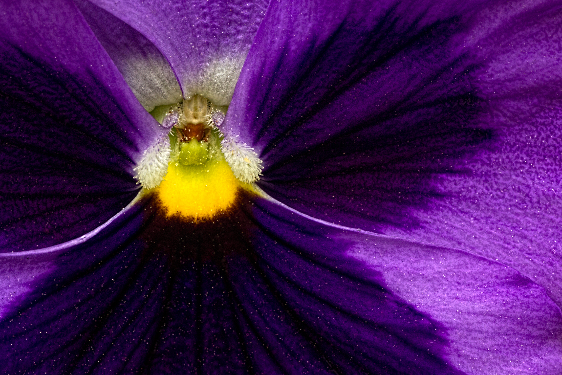 Pollen & Purple