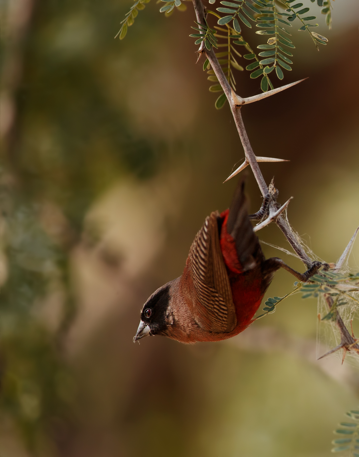 Black Faced Waxbill