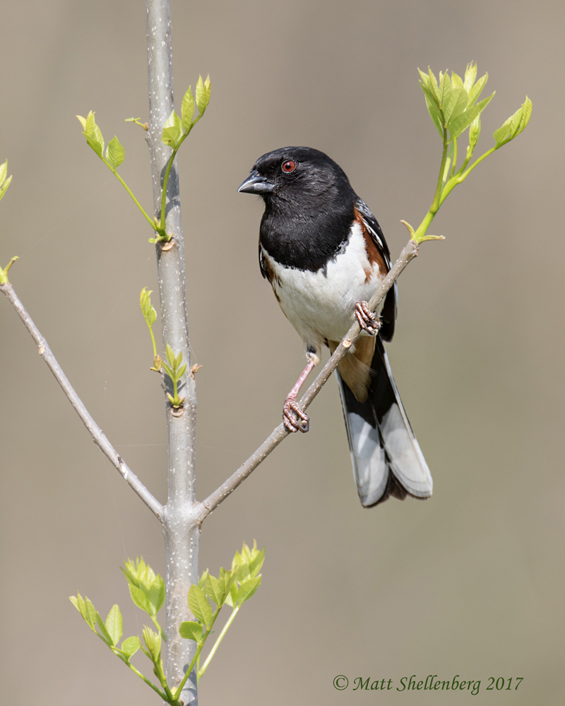 Eastern Towhee