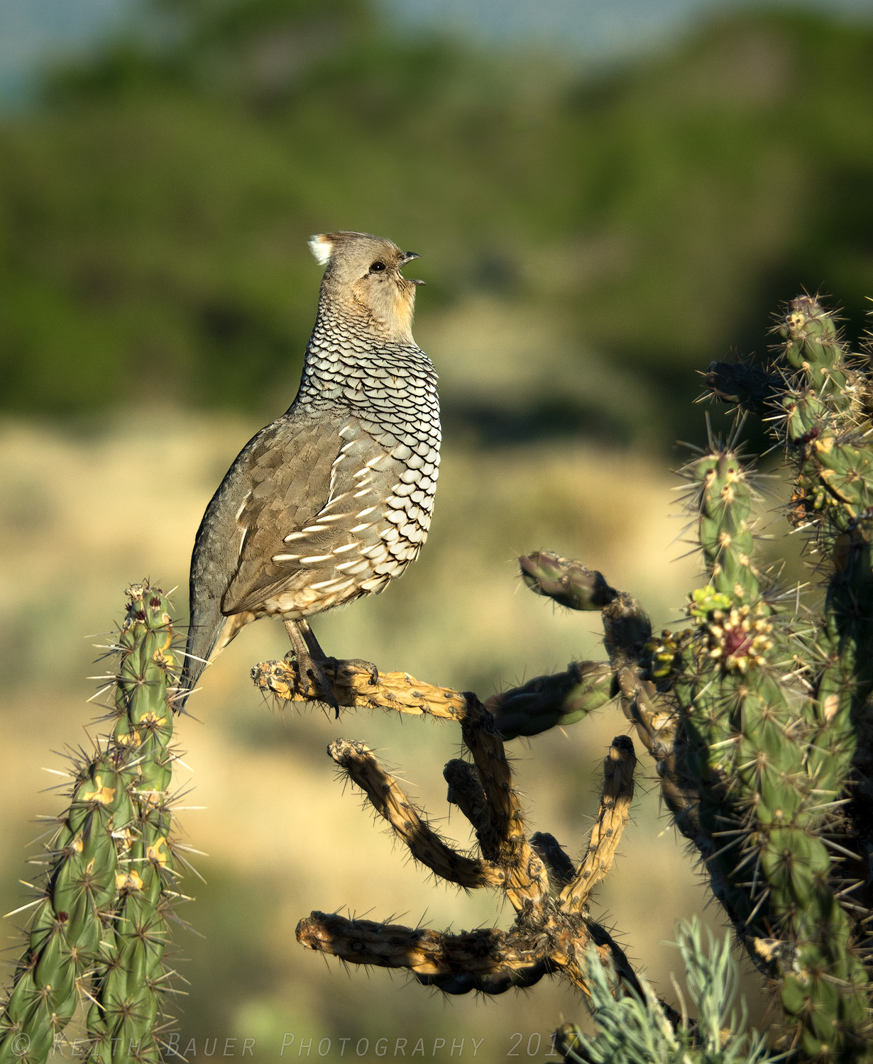 Scaled Quail