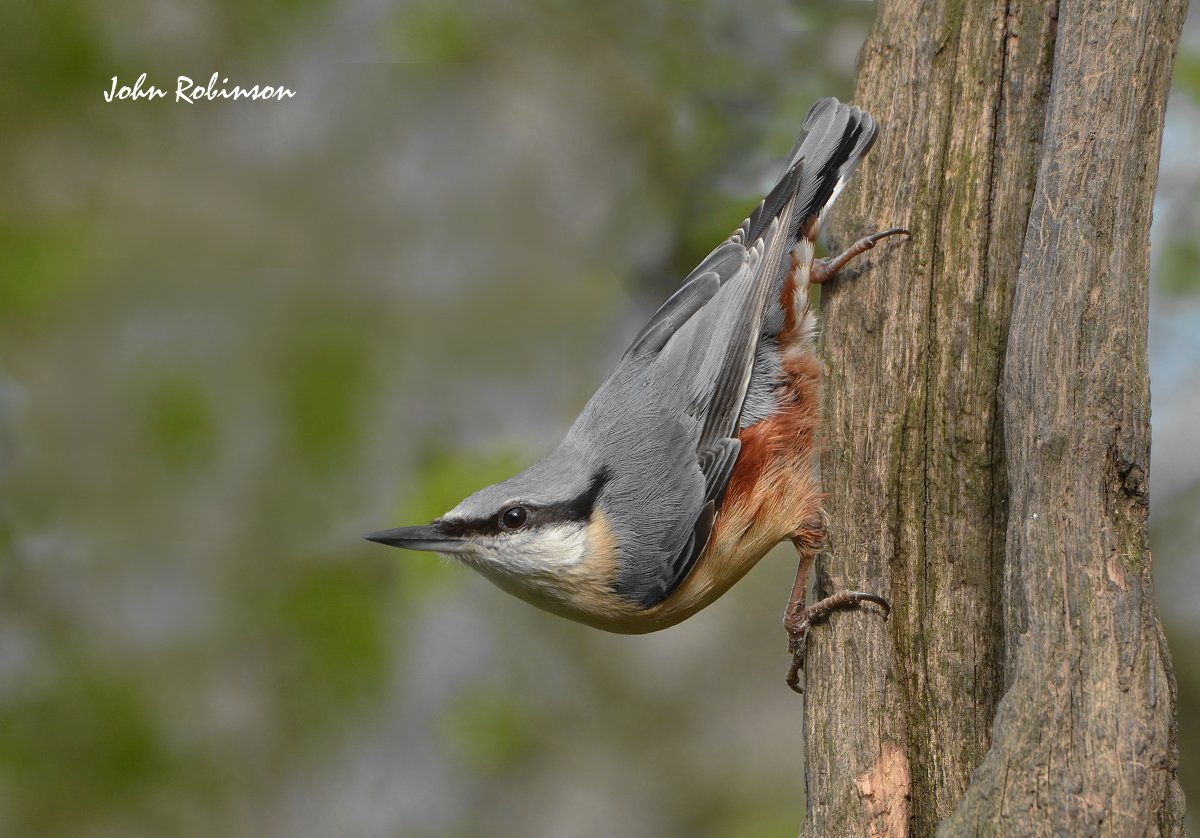 Nuthatch