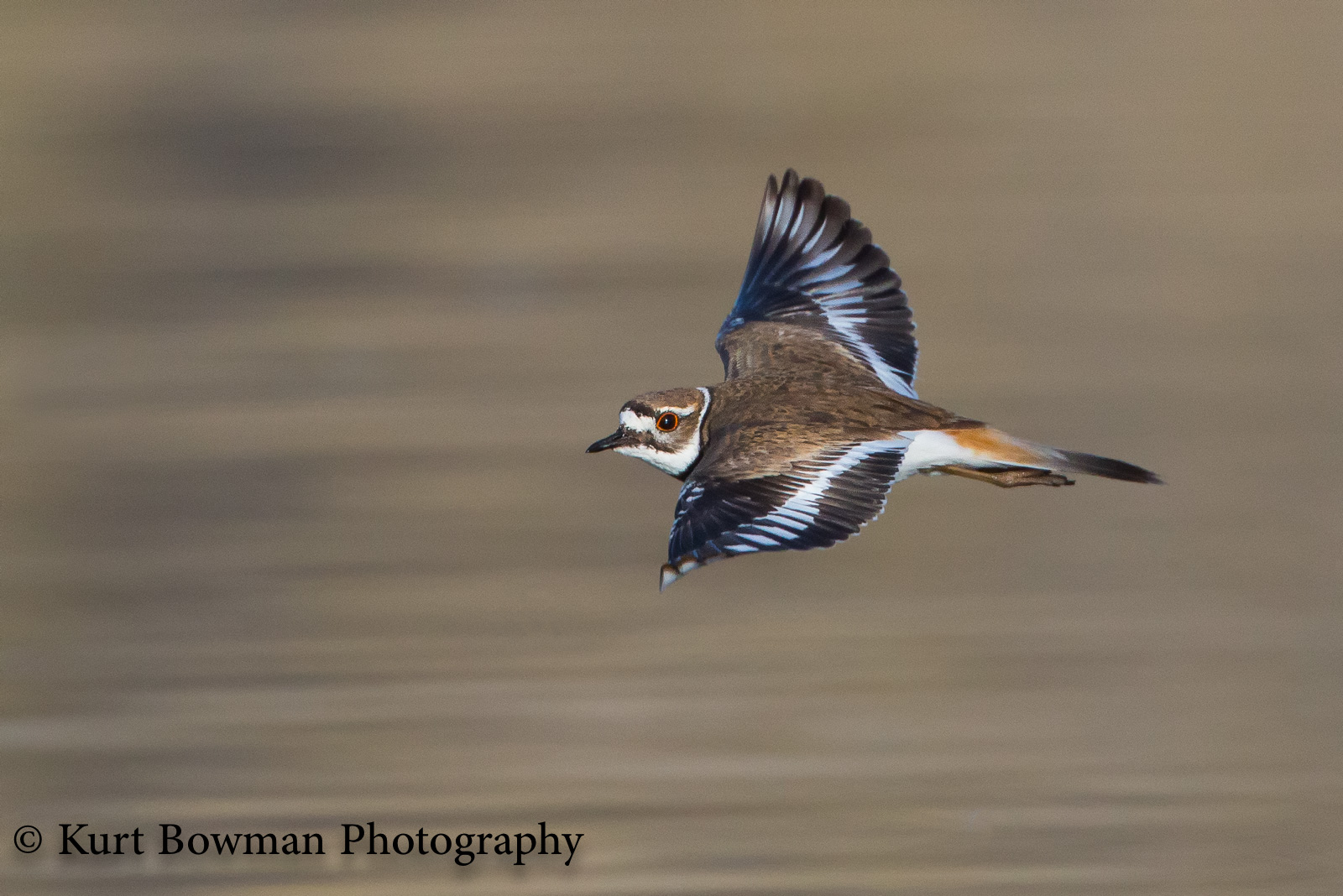 Killdeer in Flight