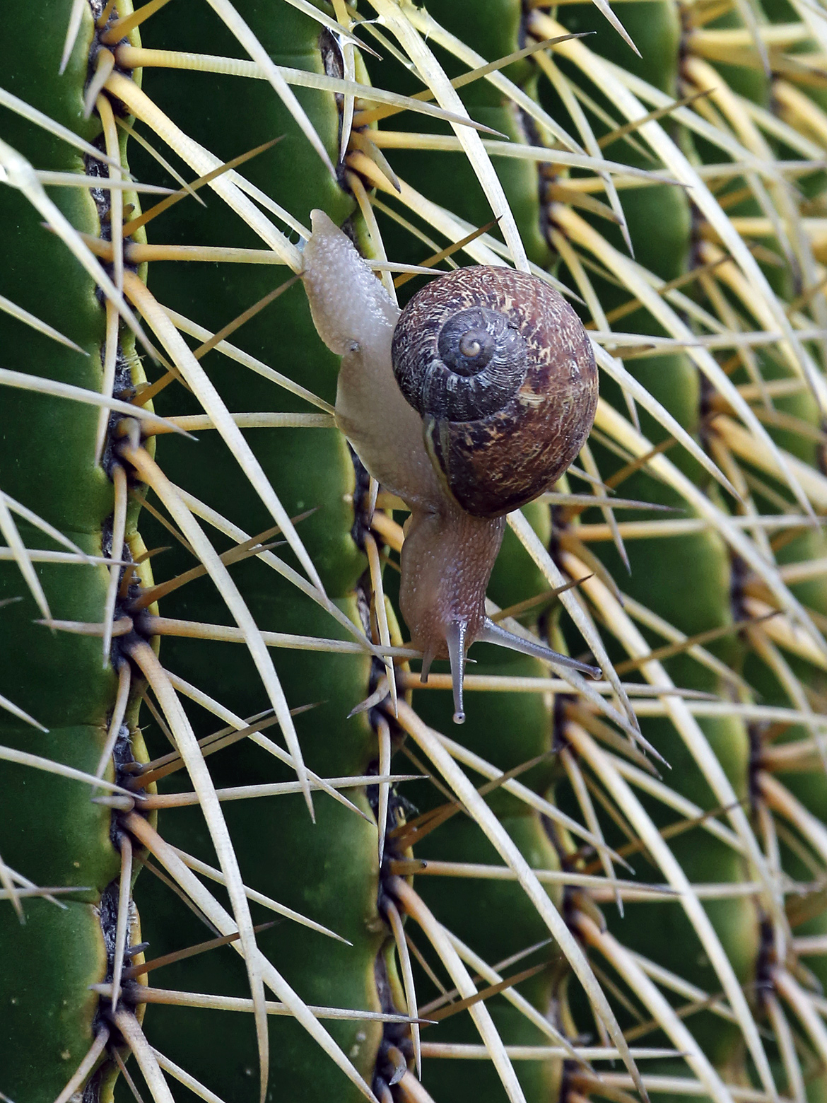 Cactus Snail