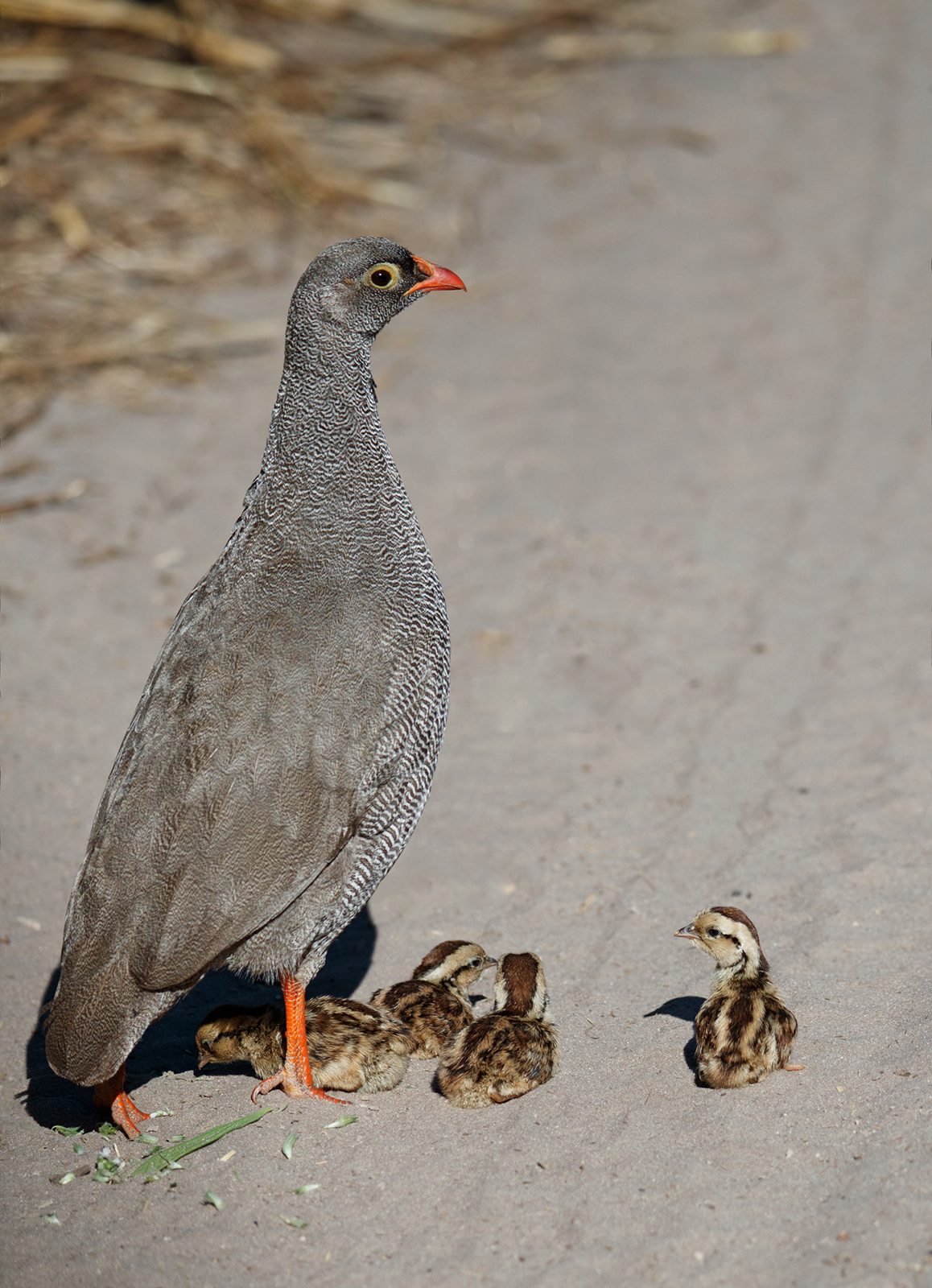 Meet the Chicks