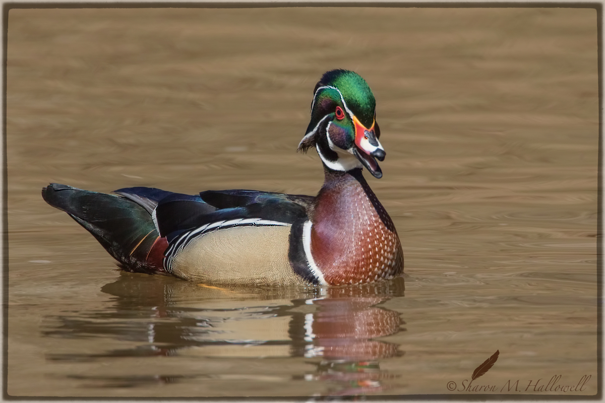 Wood Duck Drake