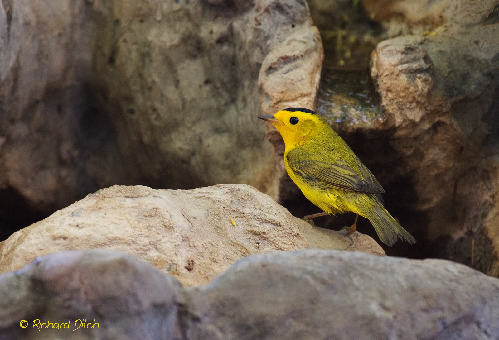 Wilson's Warbler