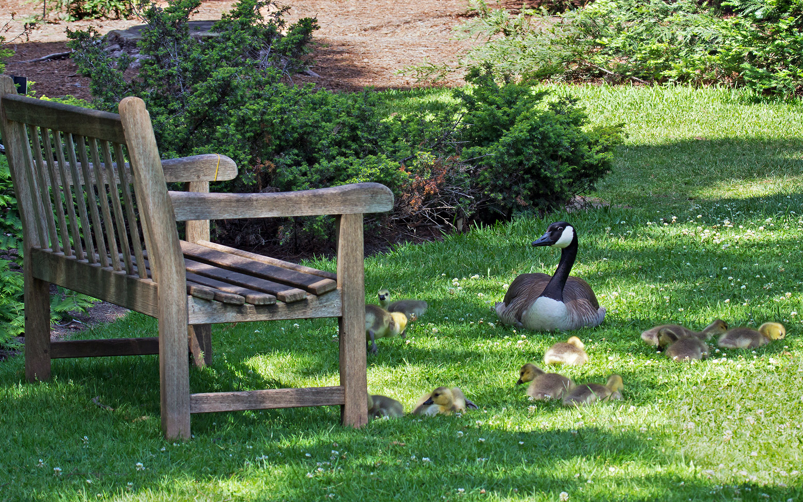 Mother Goose + Repost