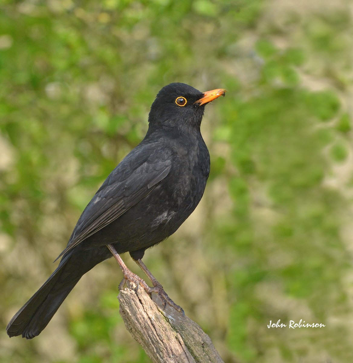 Blackbird