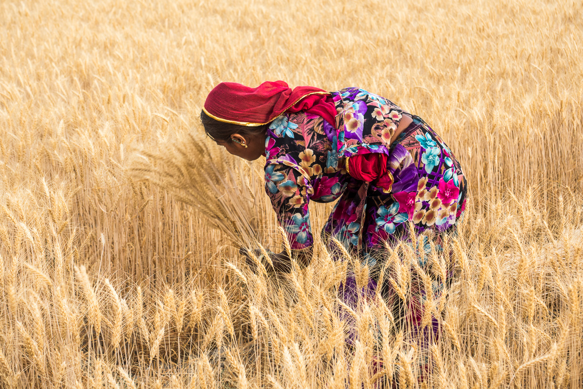 Harvesting Wheat