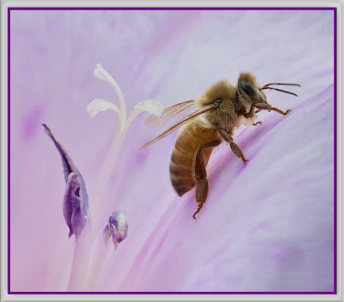 The Bees are Back