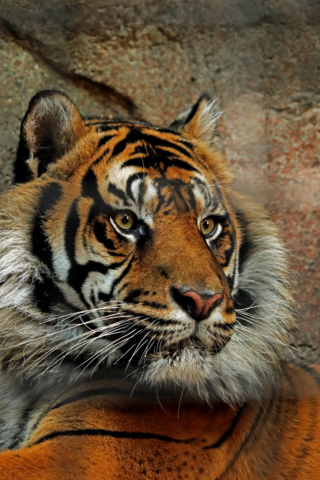 Sumatran tiger
